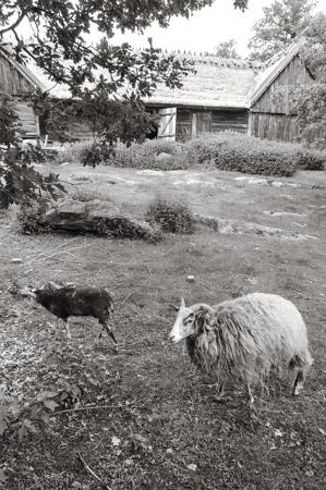 Sheep in farmyard